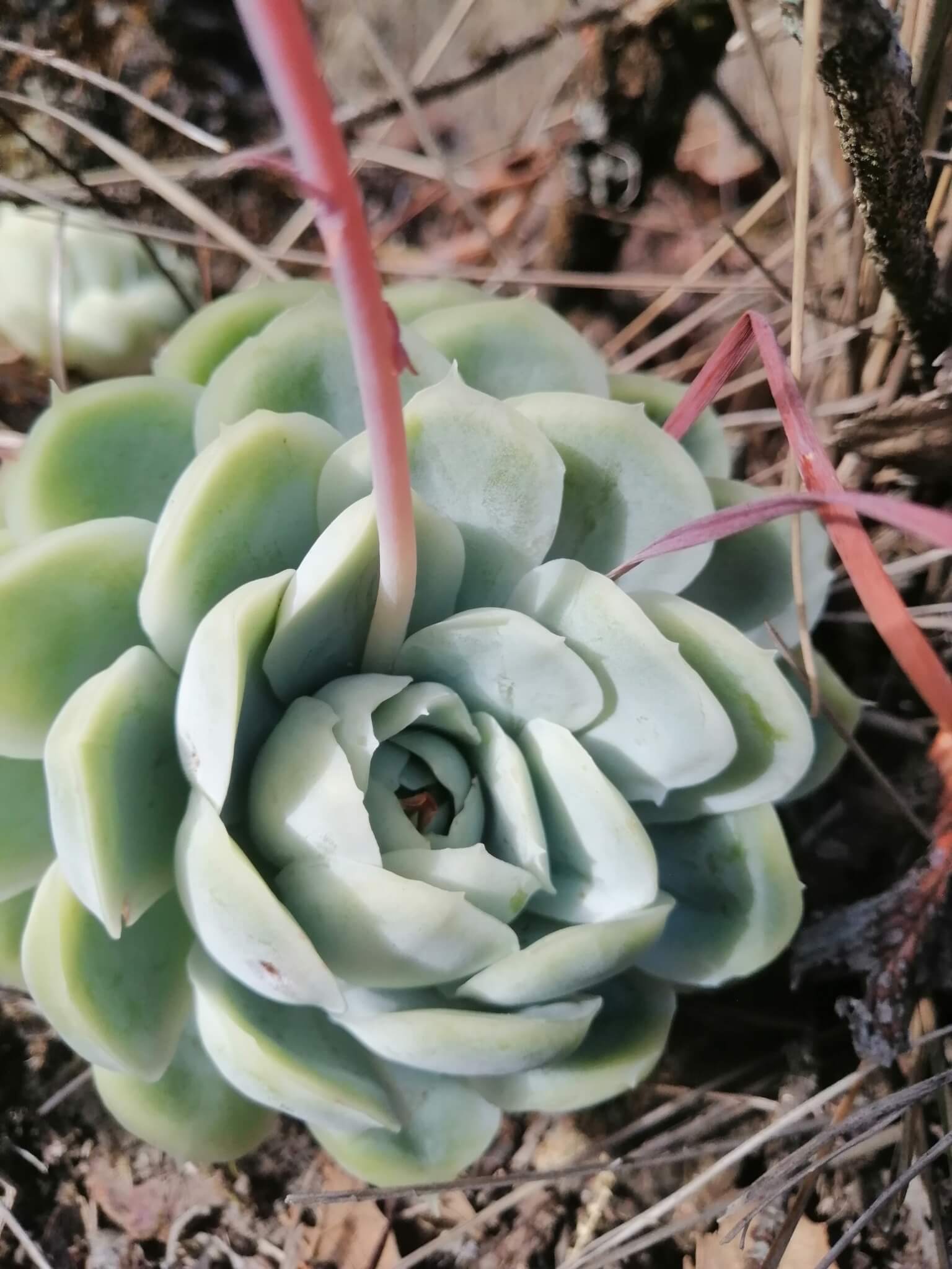 Echeveria elegans